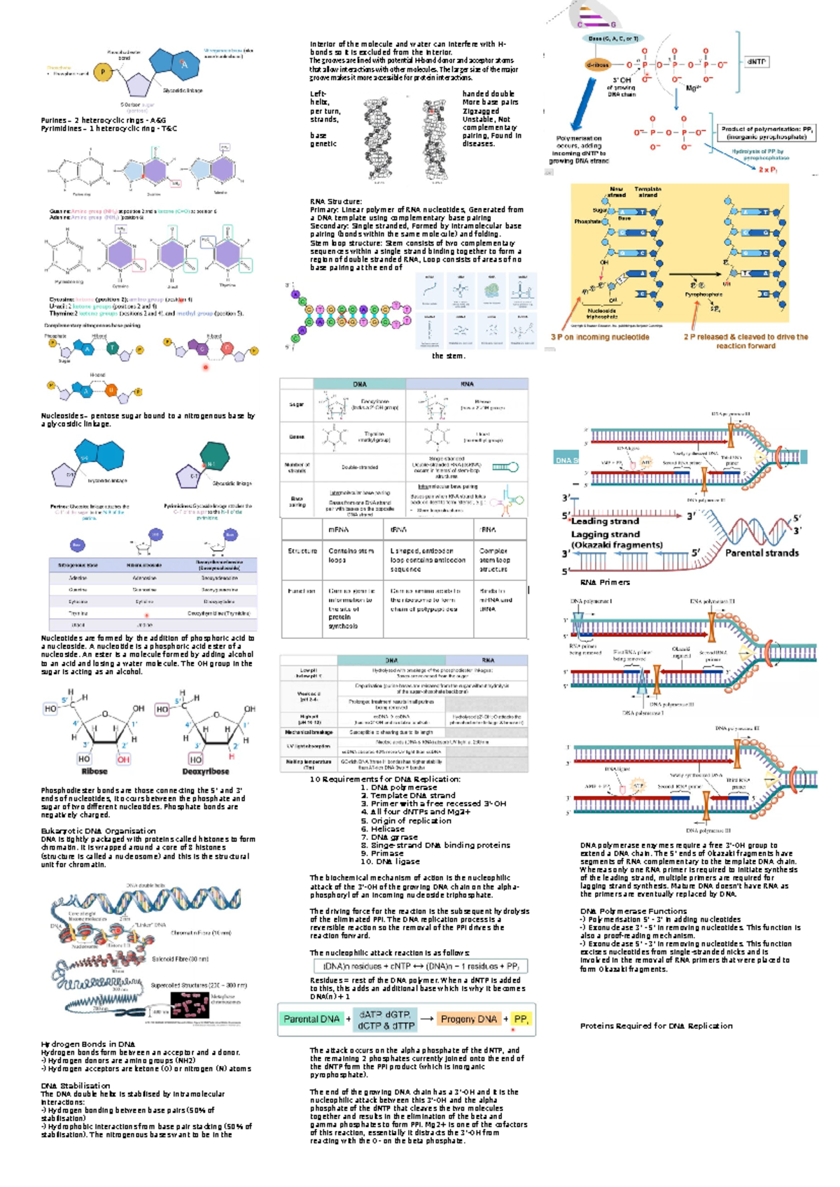 BIOC2201 Final Exam Notes Part 1 - Purines – 2 heterocyclic rings - A&G ...