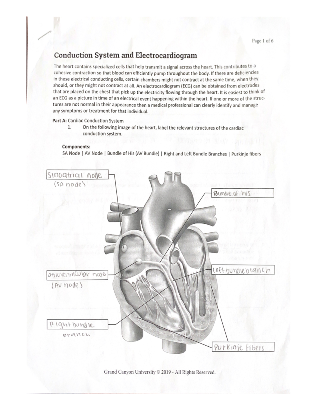 BIO 202L EKG Activity: Understanding the Cardiac Conduction System ...