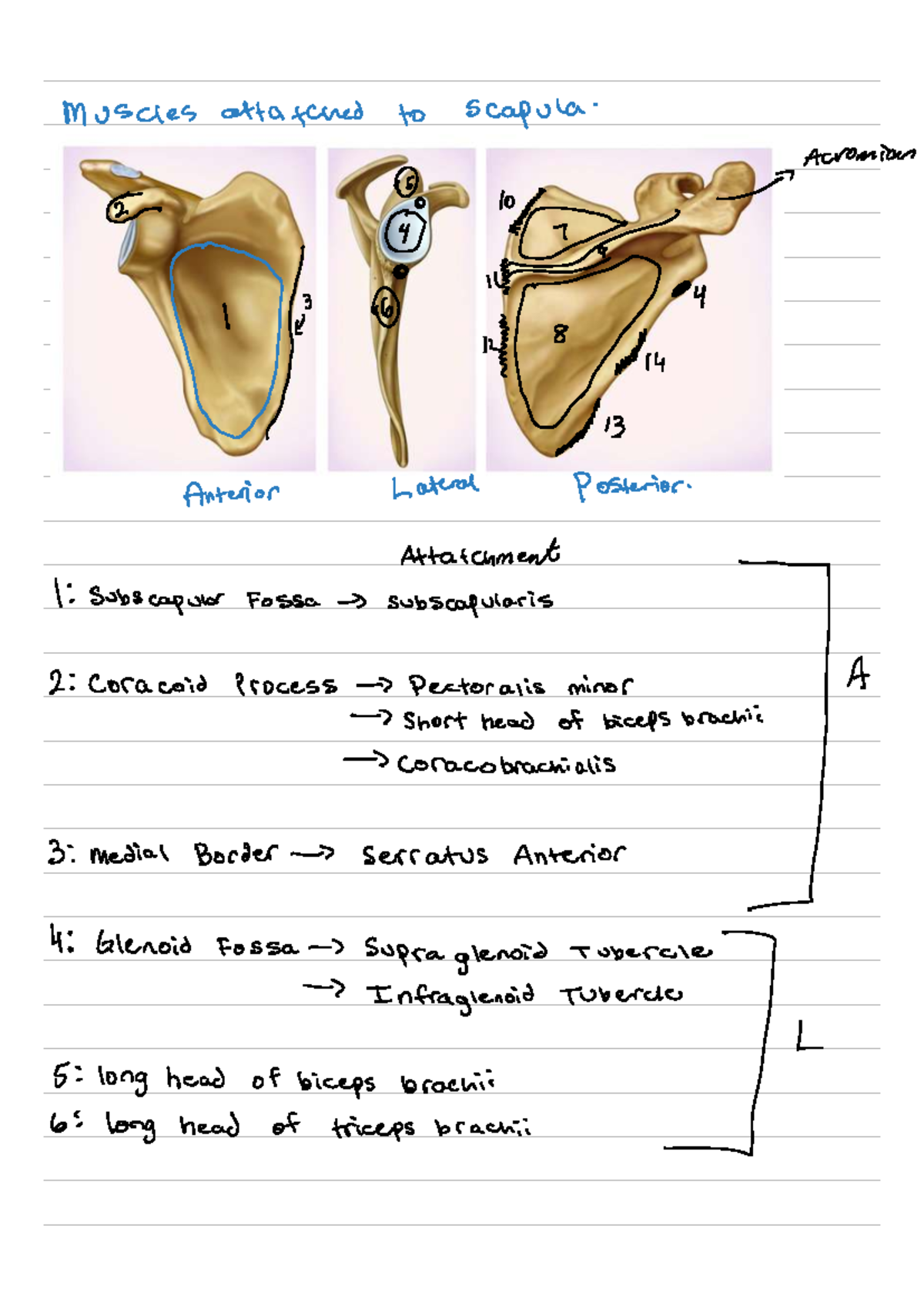 KIN 100: Comprehensive Review of Musculoskeletal Anatomy and Functions ...