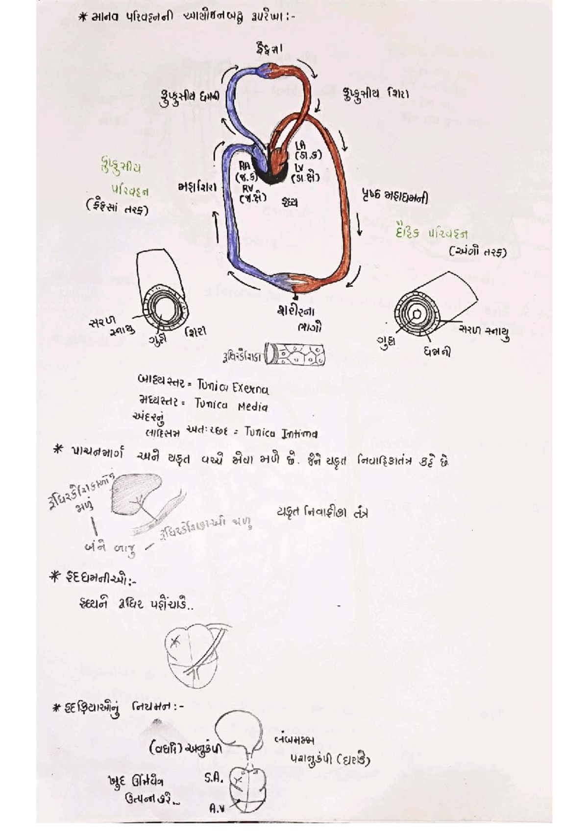 Planned Outline of Human Transportation T2121 Lecture Notes Studocu