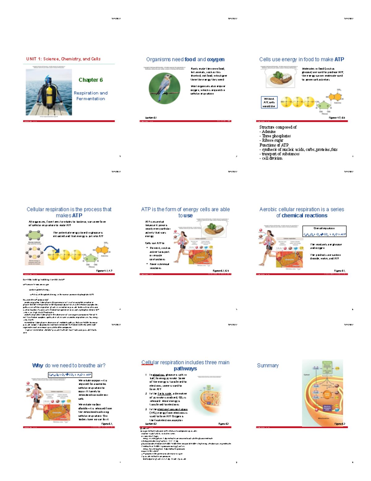 Chapter 6: Cellular Respiration and Fermentation Summary - BIO101 - 1/4 ...