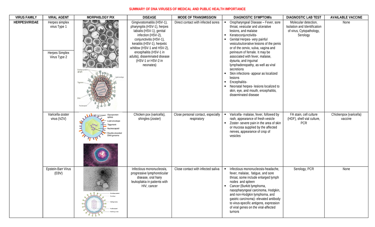 DNA Viruses of Medical Importance: Herpesviridae Overview - Studocu