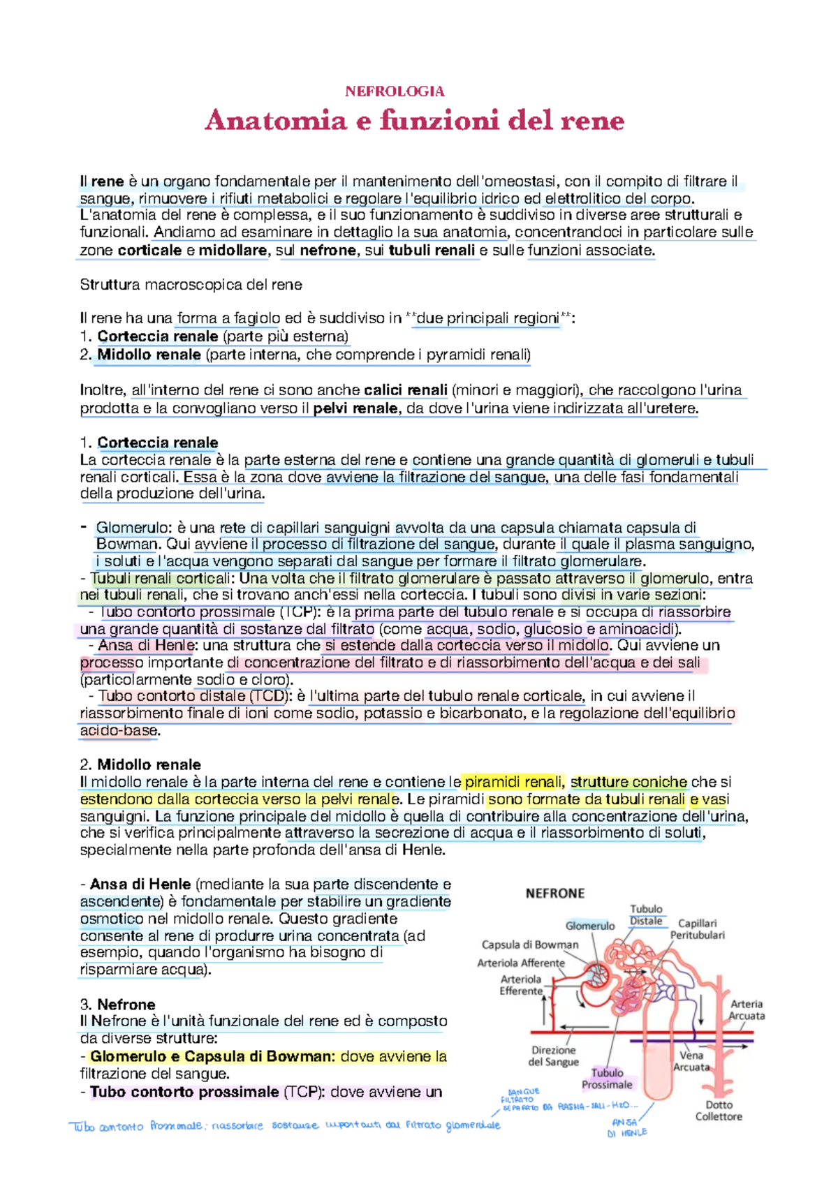 Nefrologia anatomia - NEFROLOGIA Anatomia e funzioni del rene Il rene è ...