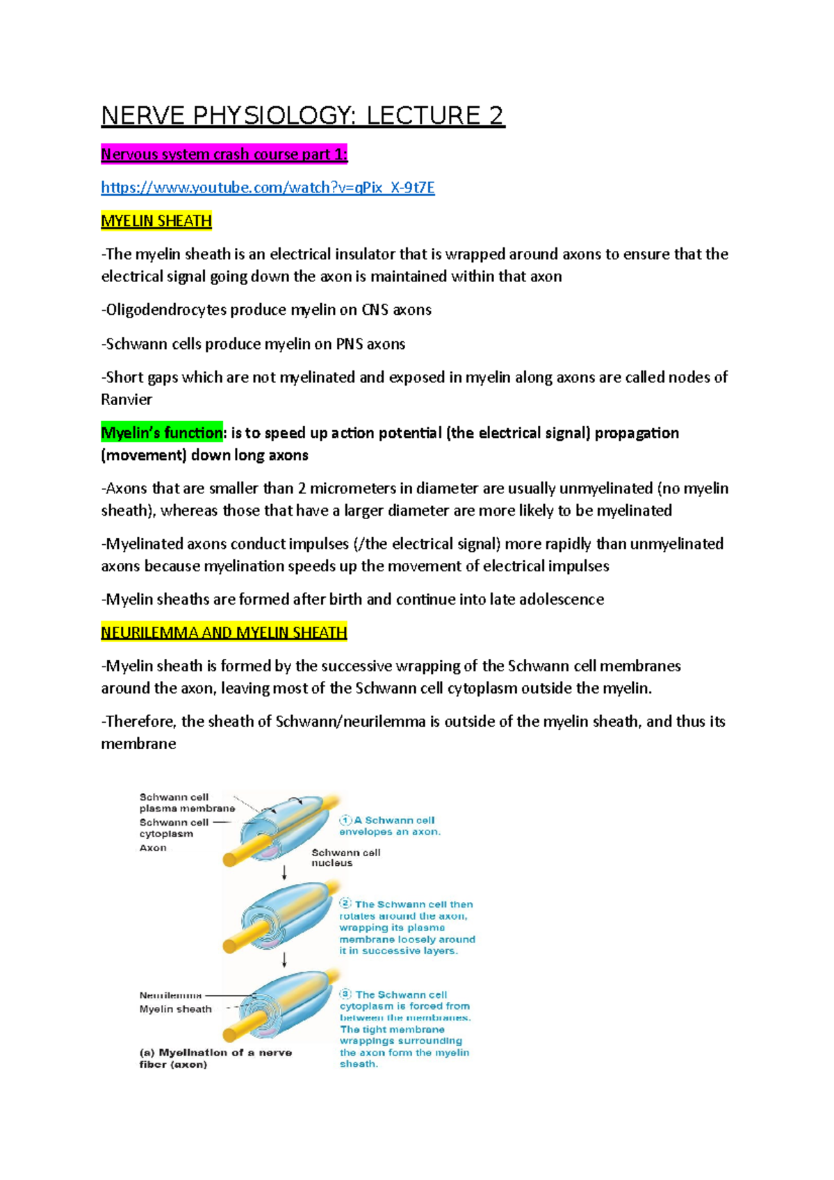 Nerve Physiology Lecture 2: Myelin Sheath and Axon Repair Insights ...