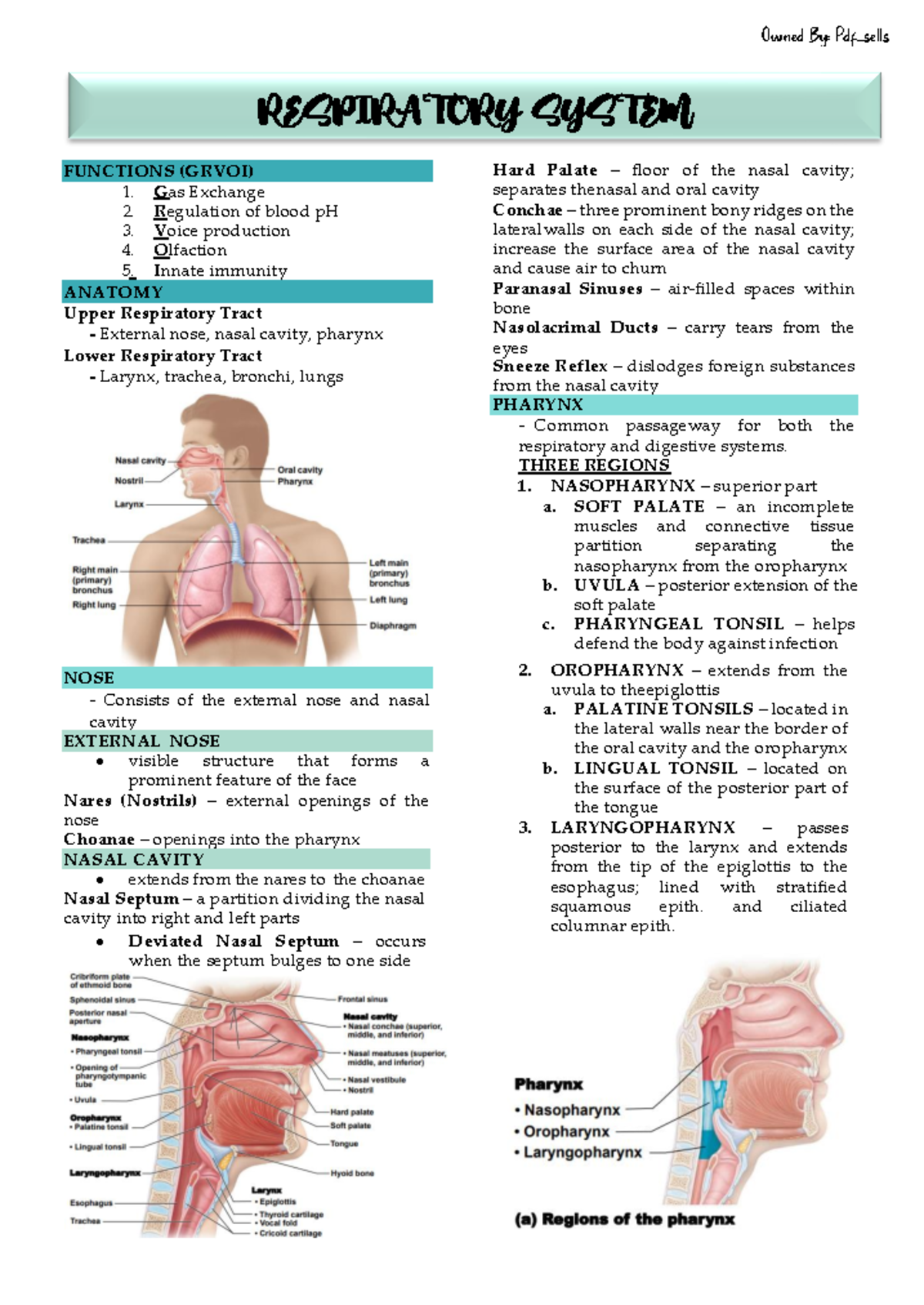 Respiratory System Functions and Anatomy Overview (GRVOI) - Studocu