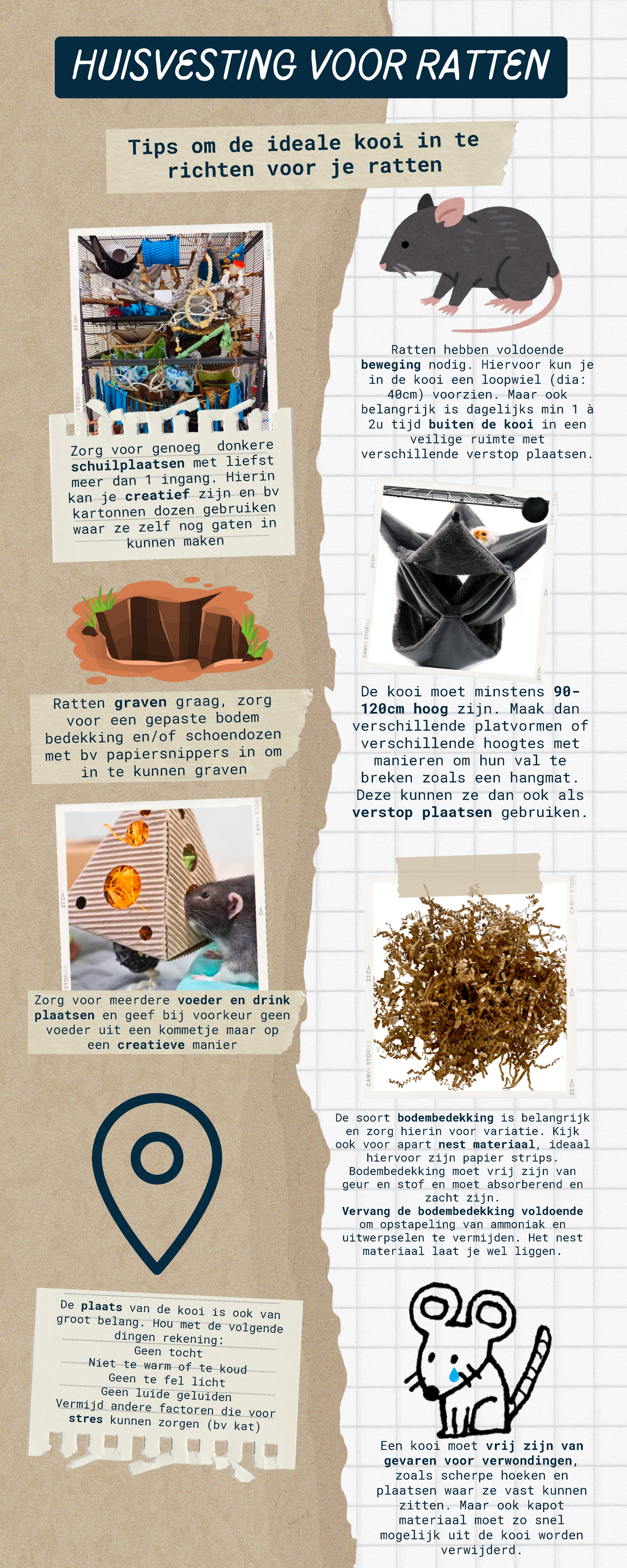 Infographic huisvesting ratten - Huisvesting voor ratten Zorg voor ...