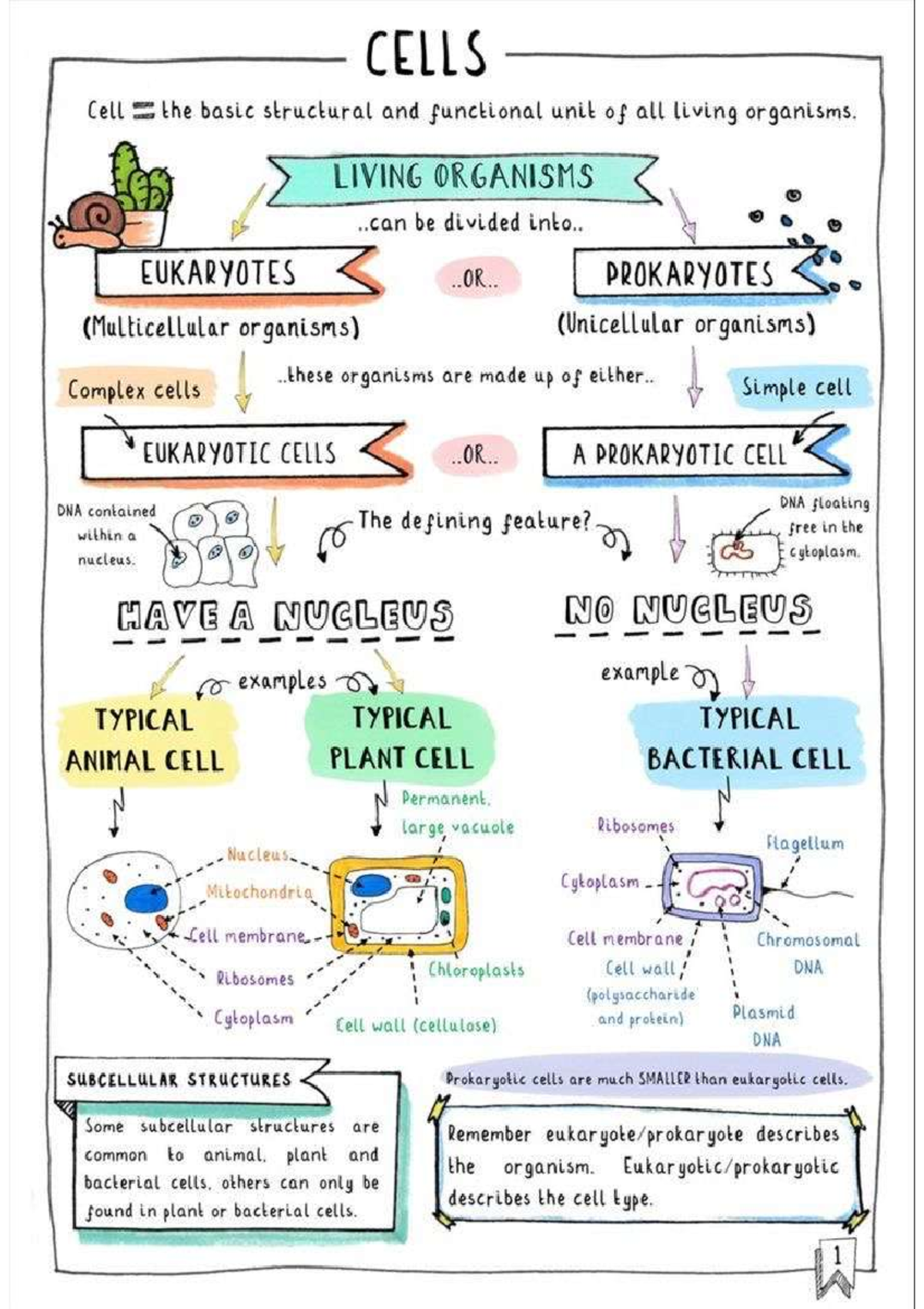 IMG 5008 - Gcse revision notes form previous year - CELLS Cell the ...