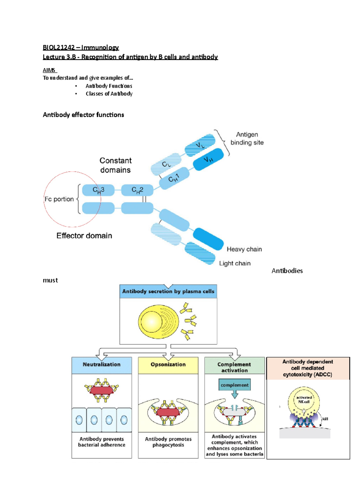Lecture 3.B - Recognition of antigen by B cells and antibody ...