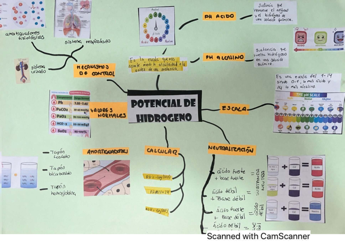 Mapas de Bioquímica: Neutralización y Escala de pH en Sistemas ...