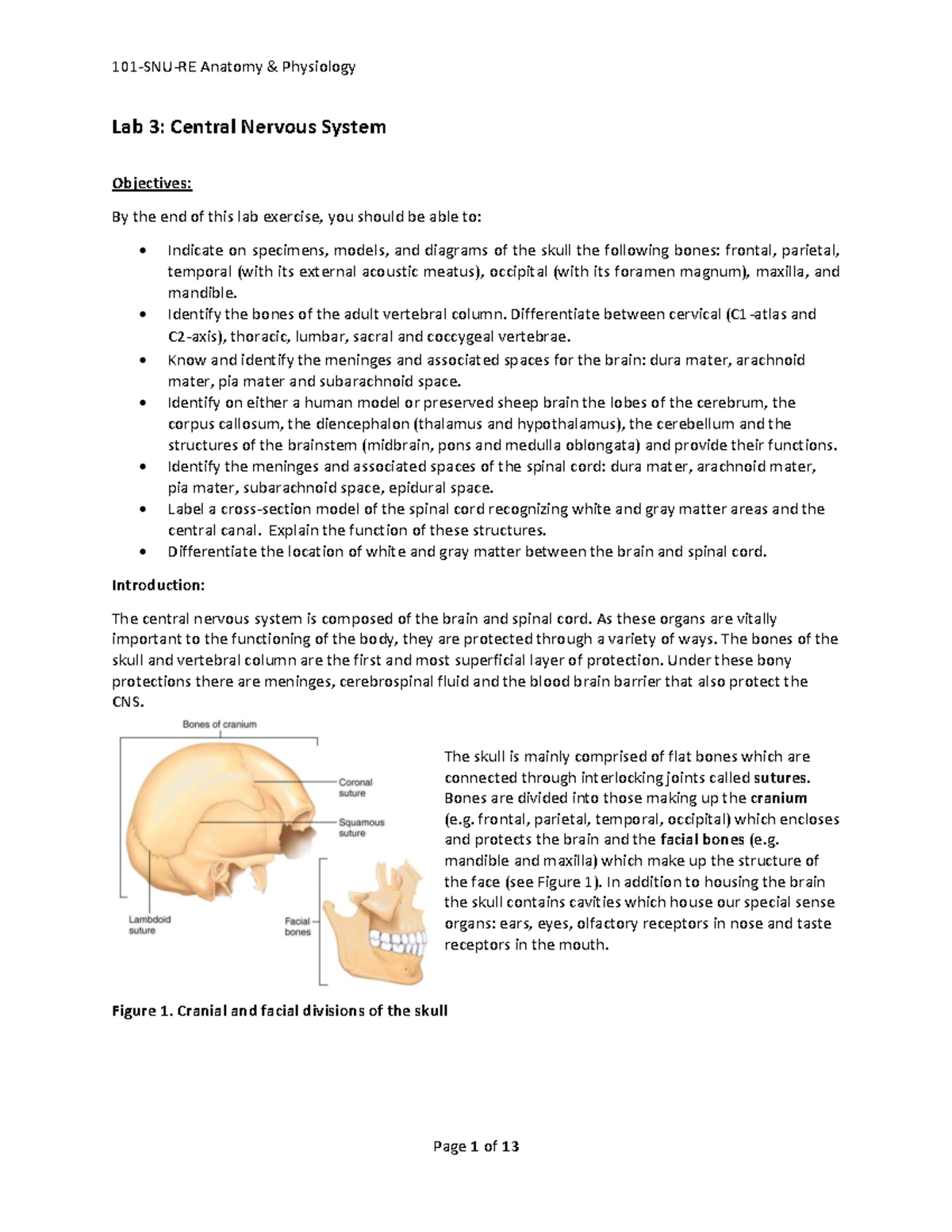 SNU F26 Lab 3: Exploring the Central Nervous System Structures and ...