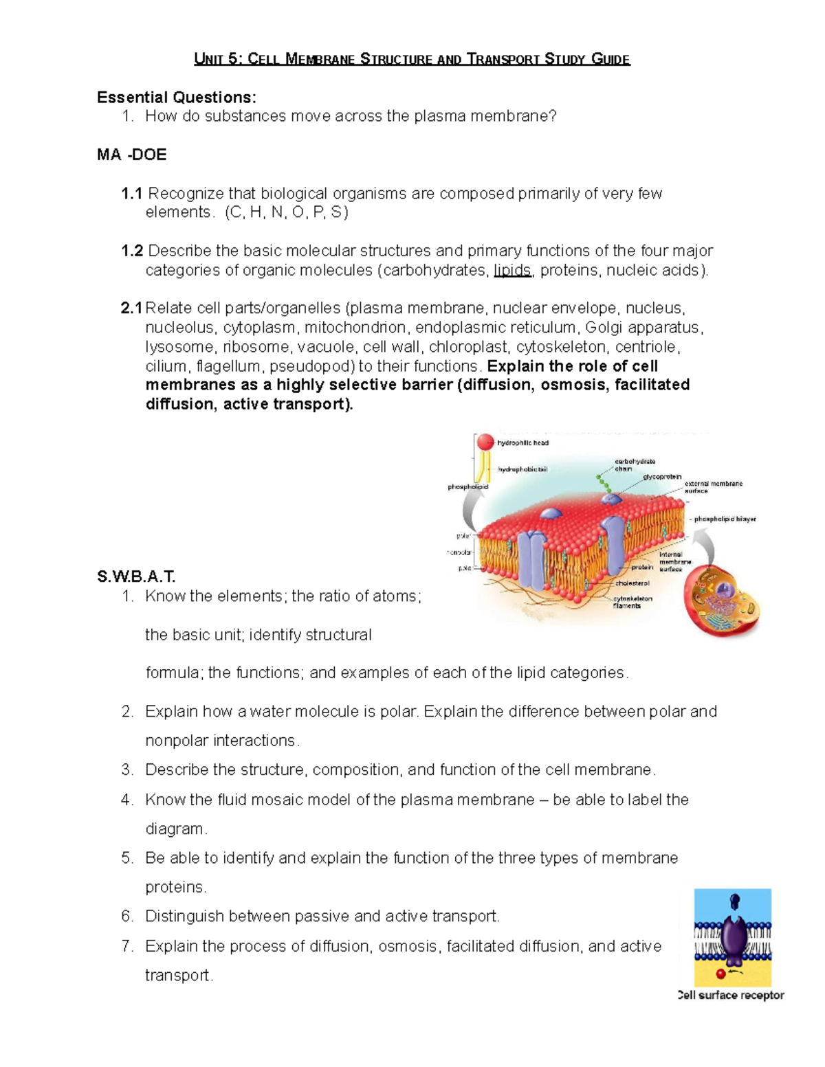 Cell Membrane Structure and Transport Study Guide (MA-DOE) - UNIT 5 ...