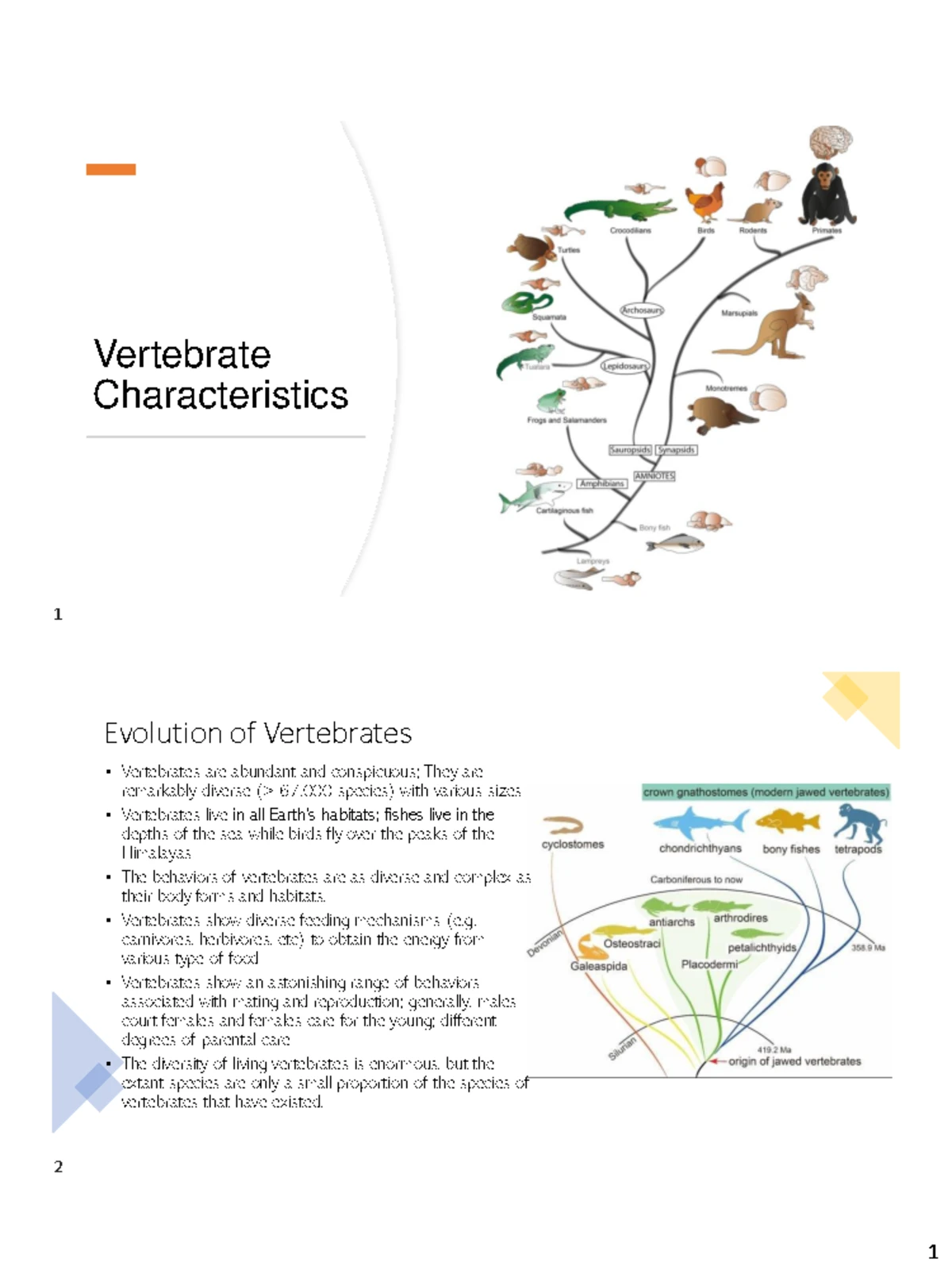 BATO 302: Morphology, Ecology, and Reproduction of Batoidea and ...