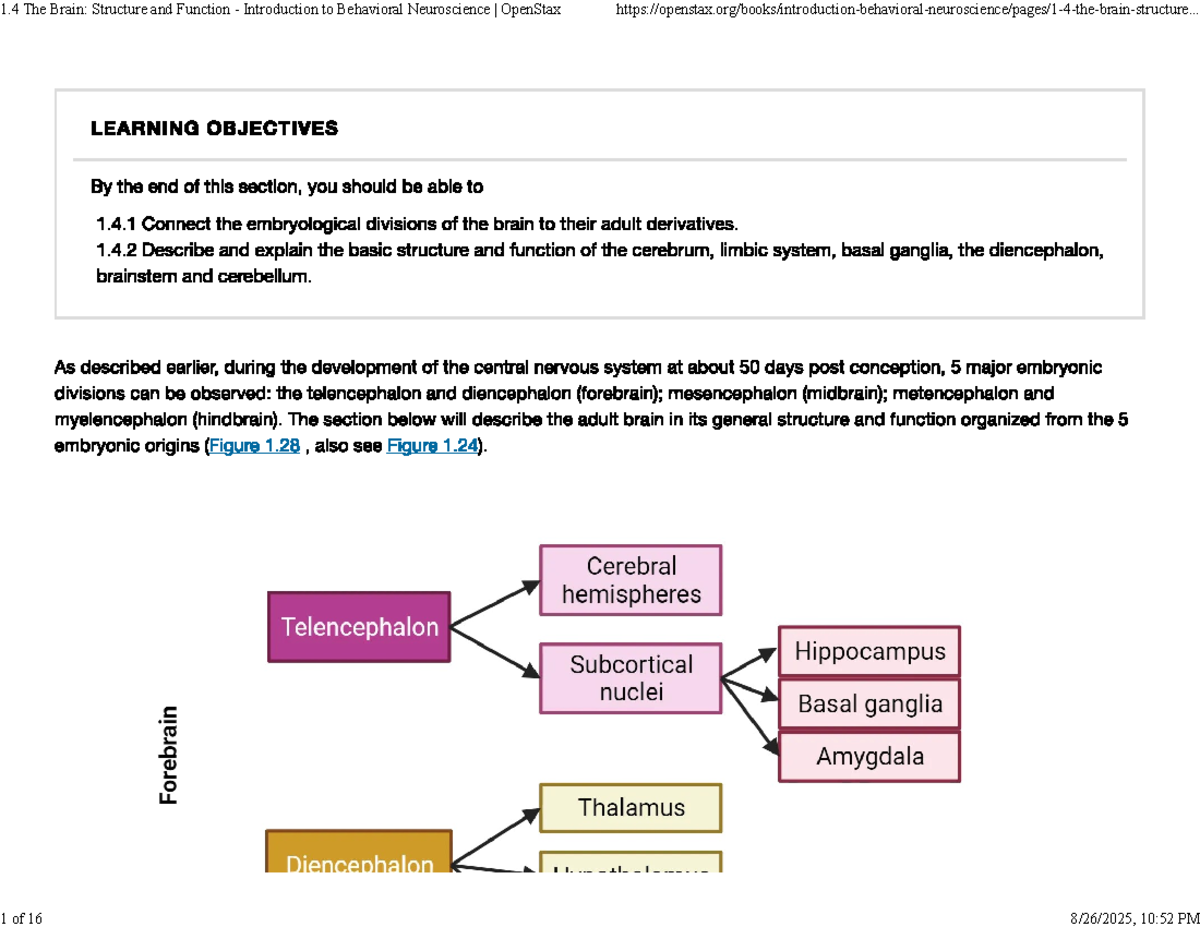 1.4 The Brain: Structure & Function - Behavioral Neuroscience Notes ...