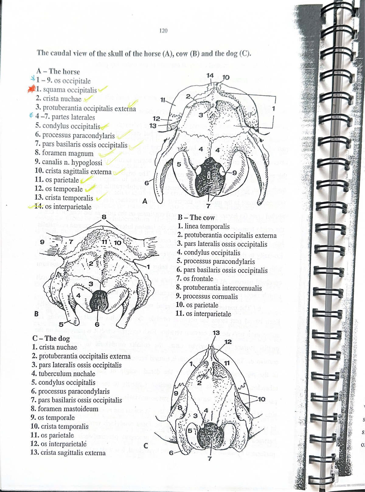 Caudal View of Horse, Cow, and Dog Skull Anatomy (A, B, C) - Studocu