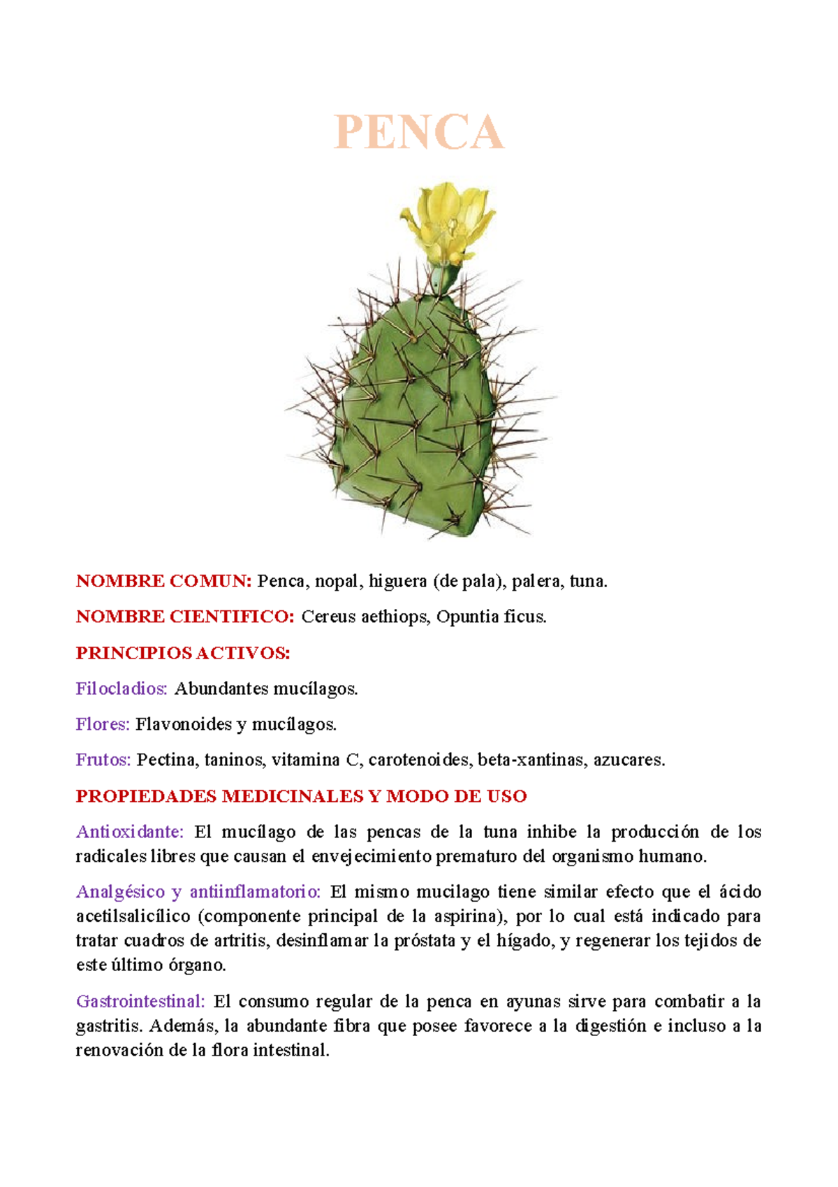 Estudio sobre Plantas Medicinales: Penca, Eucalipto, Malva y Sábila ...