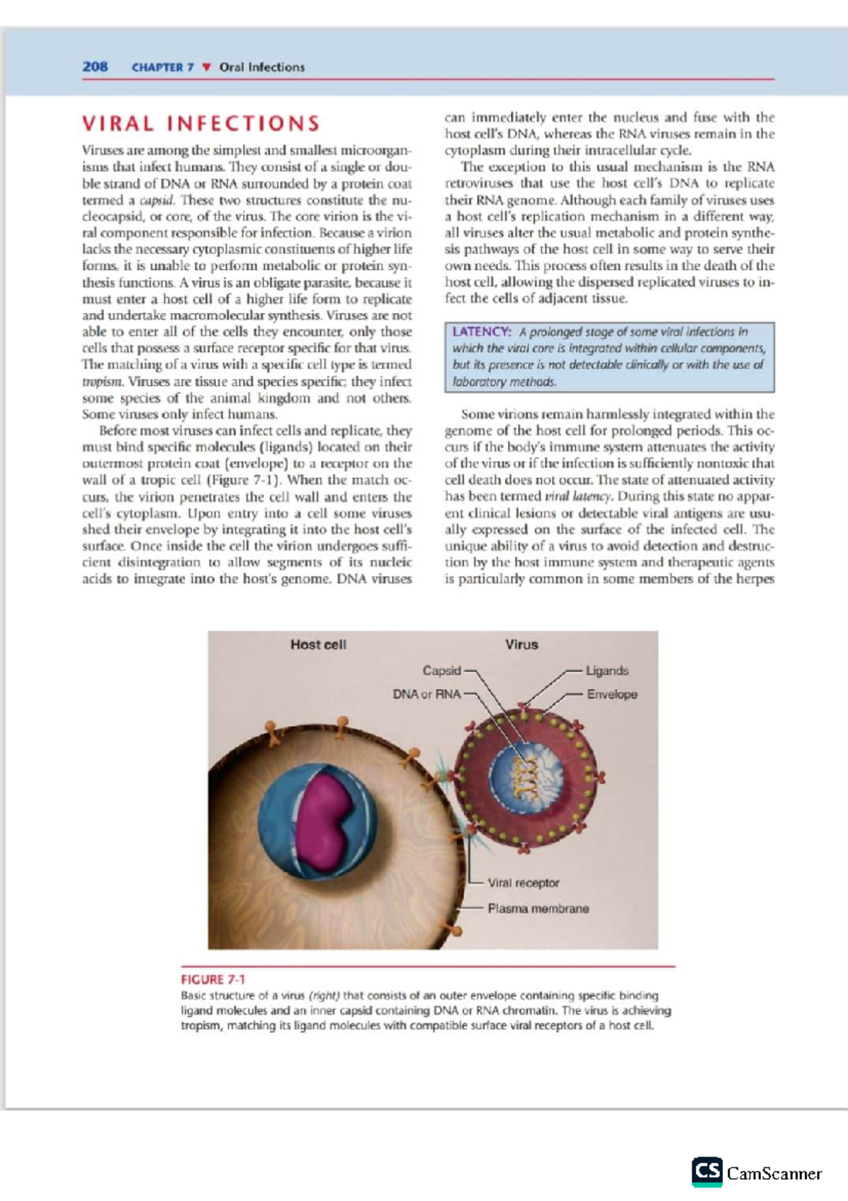 208 CHAPTER 7 Oral Infections: Overview of Viral Infections and Their ...