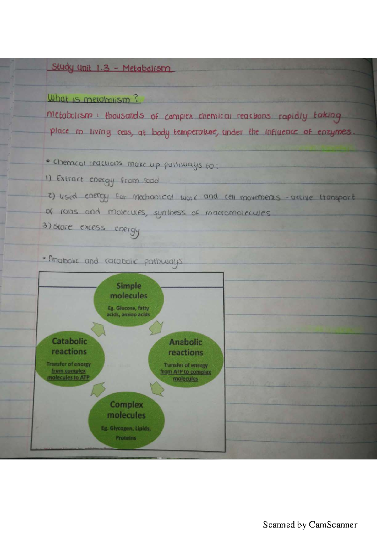 Study Unit 1.3: Metabolism Overview and Key Pathways - Studocu