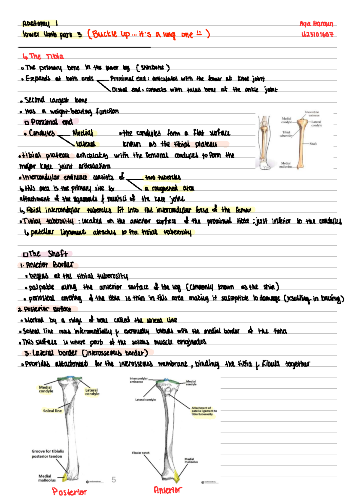 Anatomy U23101607: Lower Limb - The Tibia (Part 3) Study Notes - Studocu