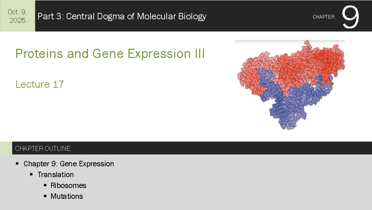 Lecture 17: Gene Expression and Translation Overview - Studocu