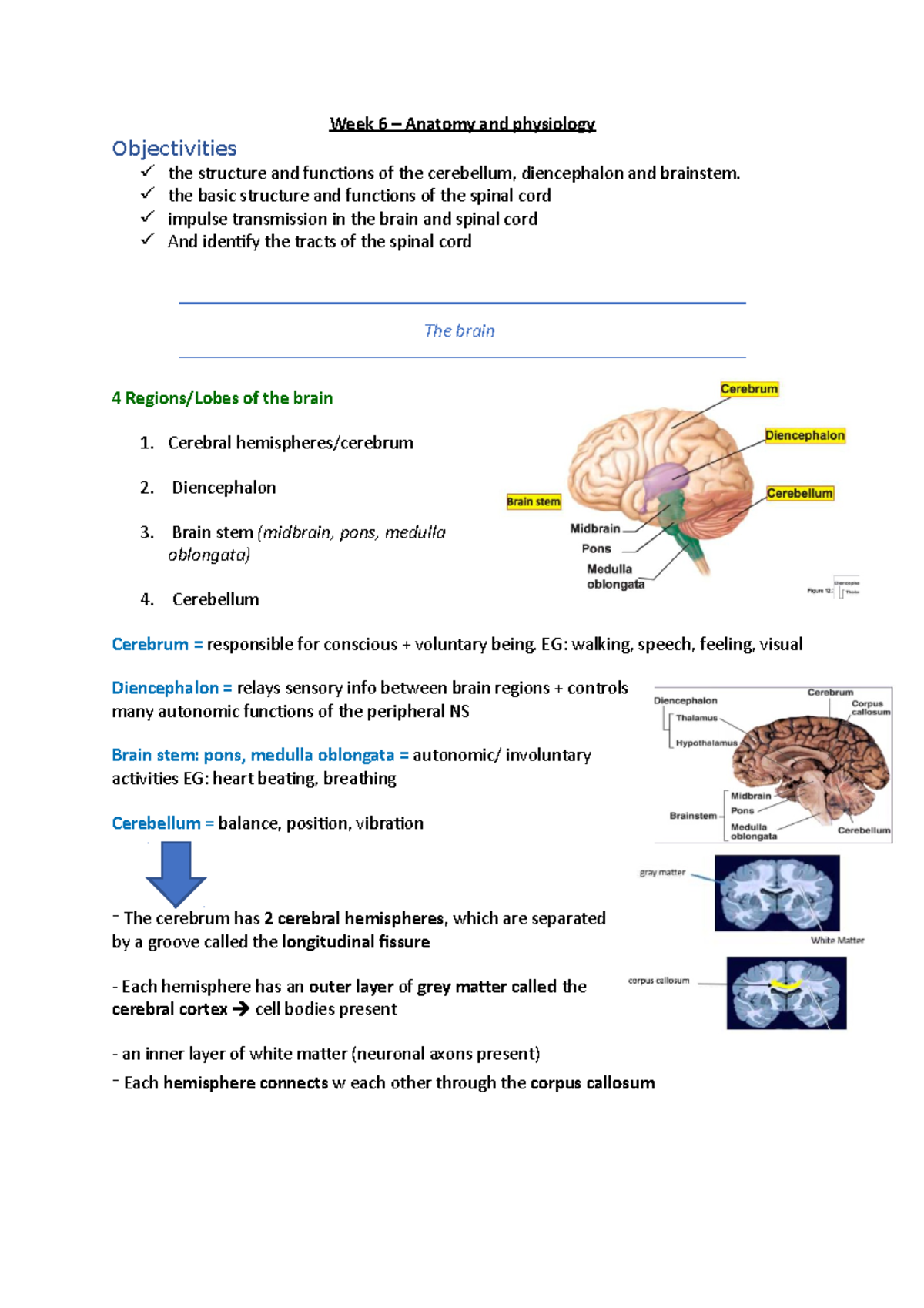 Week 6 - anatomy and physiology - Week 6 – Anatomy and physiology ...