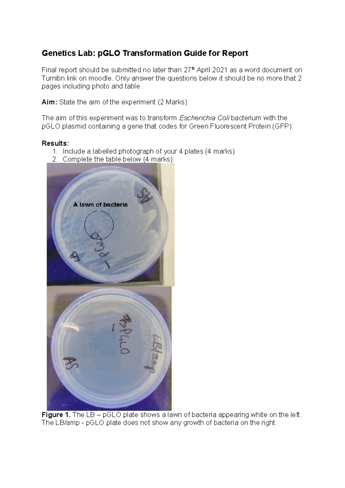 pGLO Genetics Lab: Transformation Report Guide for Submission - Studocu