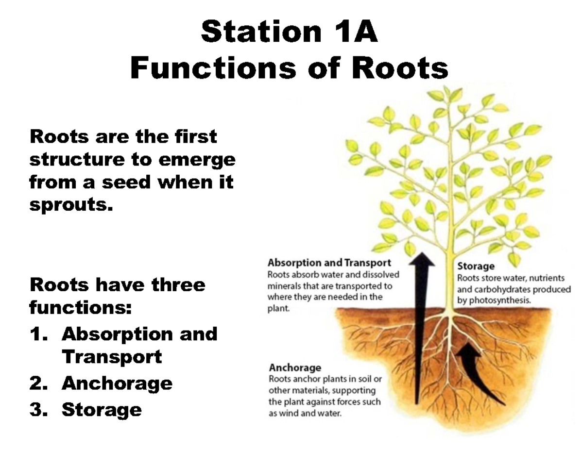 Biology Plant Unit: Functions of Roots, Stems, and Leaves - Studocu