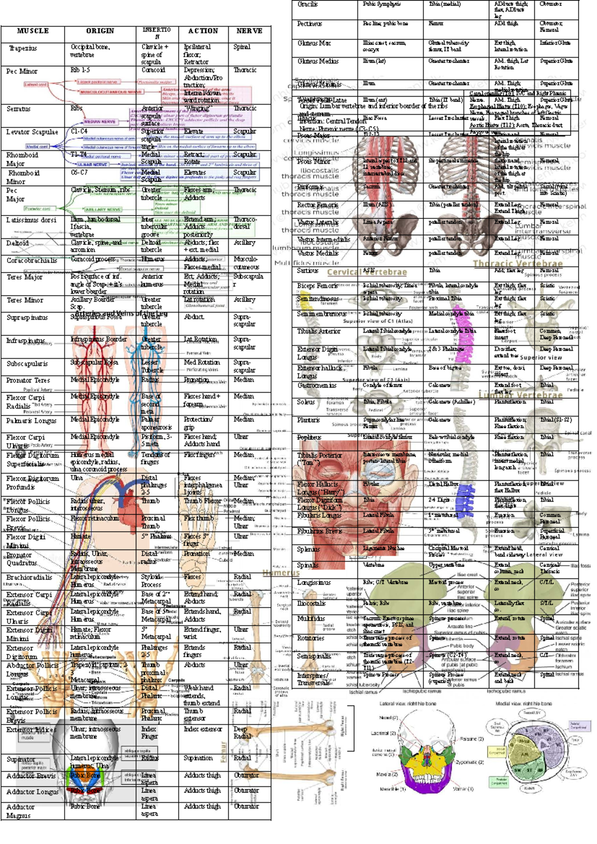 MUSCLE ORIGIN & INSERTION MEMORY AID: ANATOMY REVIEW NOTES - Studocu