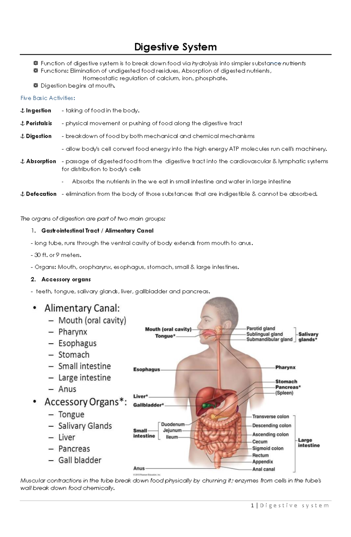 Human Anatomy & Physiology Notes: Digestive System Overview - Studocu