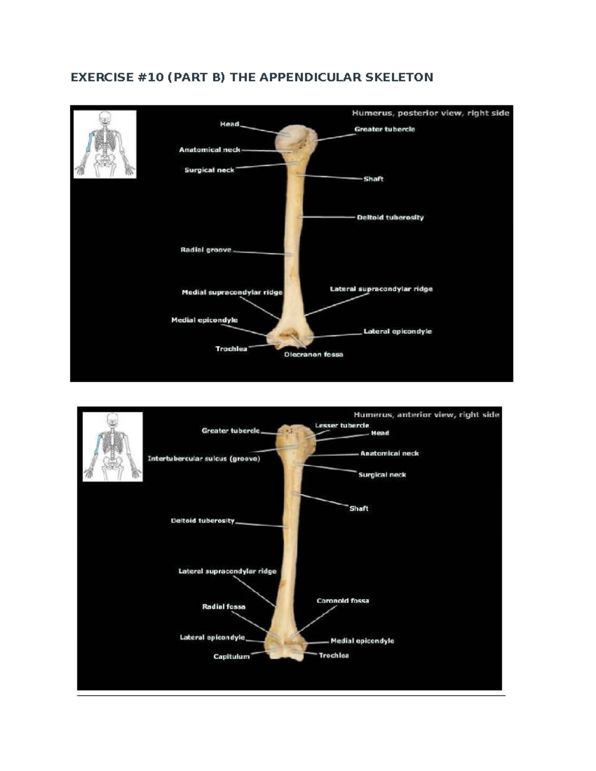 Exercise (Part B) on Appendicular Skeleton - Axial & Bone Practice ...