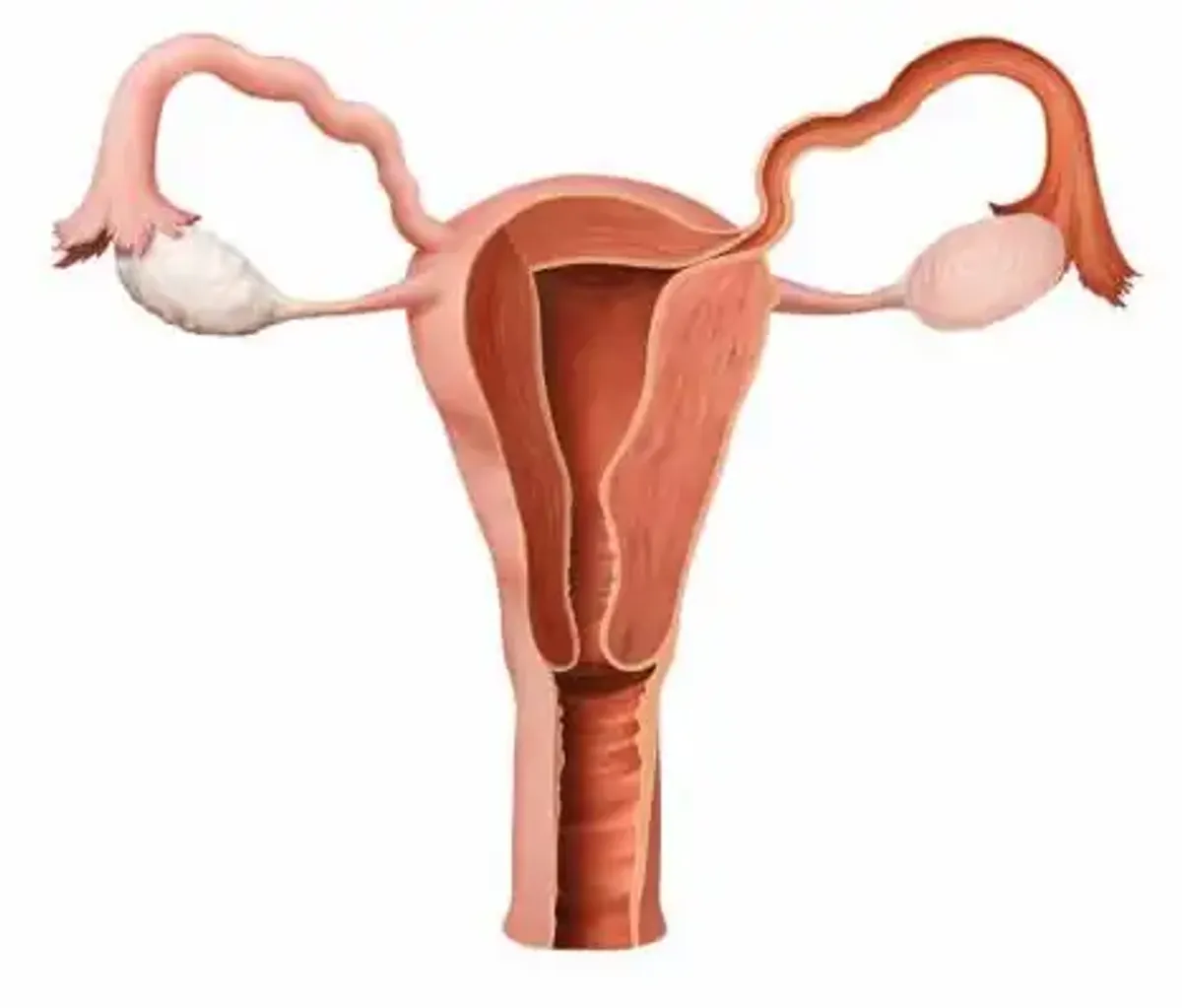 Fisiología y Anatomía del Aparato Reproductor Femenino y Masculino - Document Preview