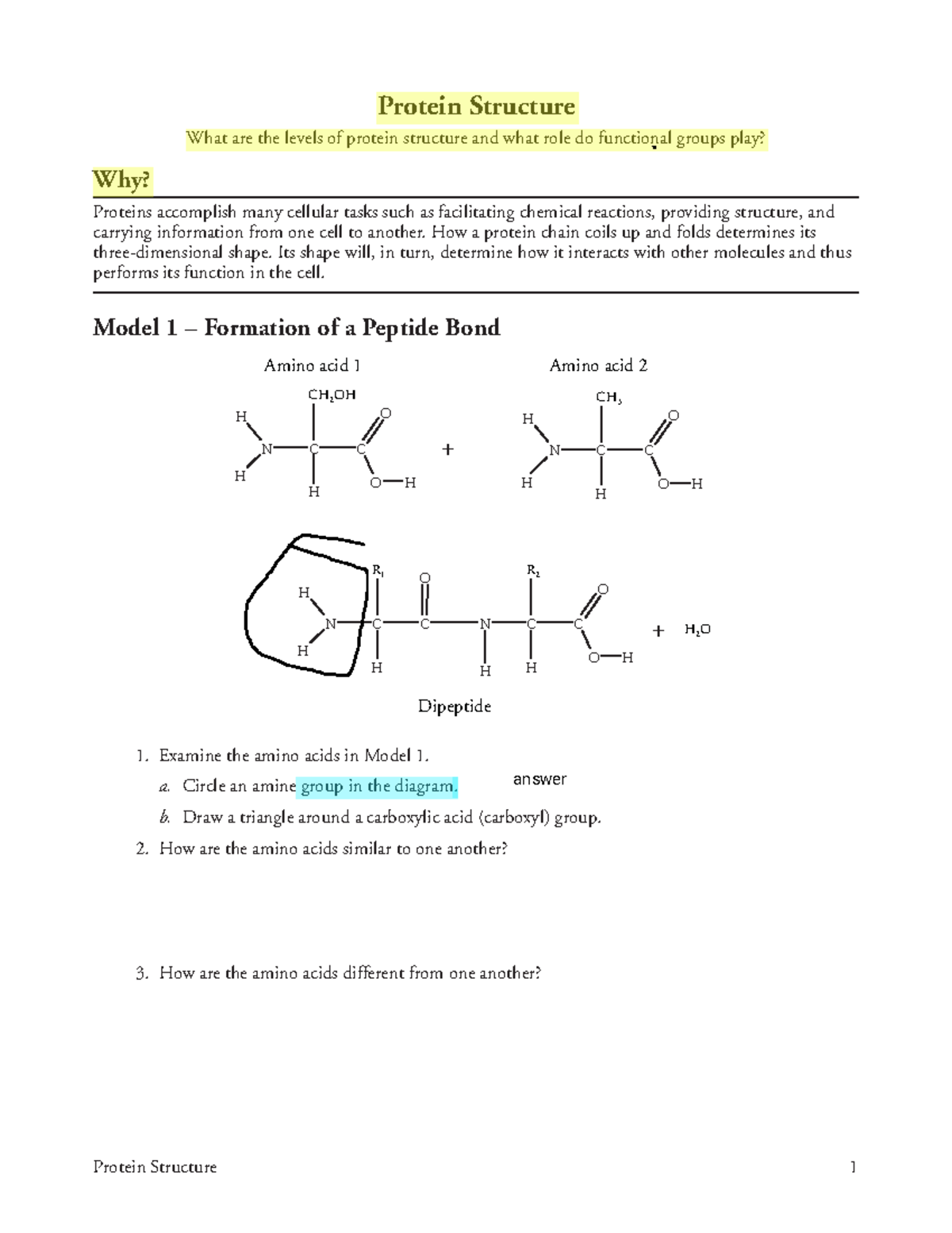 Protein Structure in AP Biology: Levels and Functional Groups Explained ...
