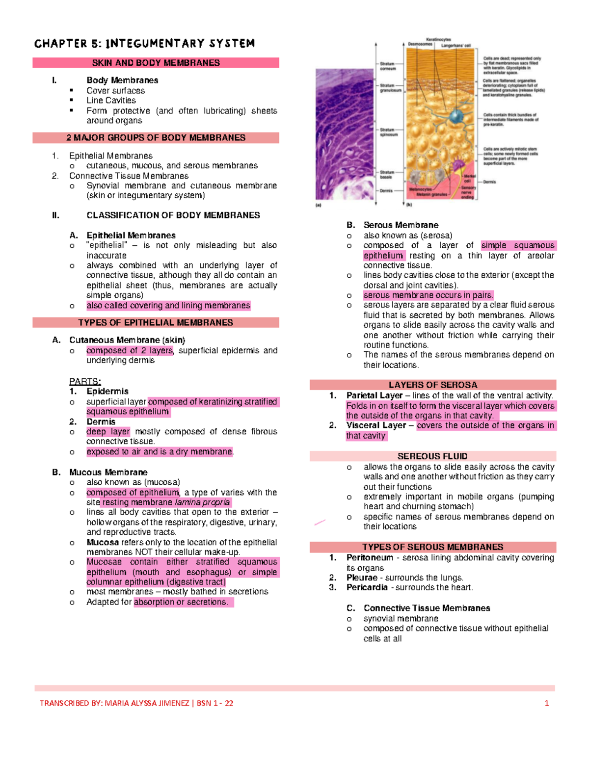 Anatomy and Physiology (ANAPHY) Midterm Review Notes - Studocu