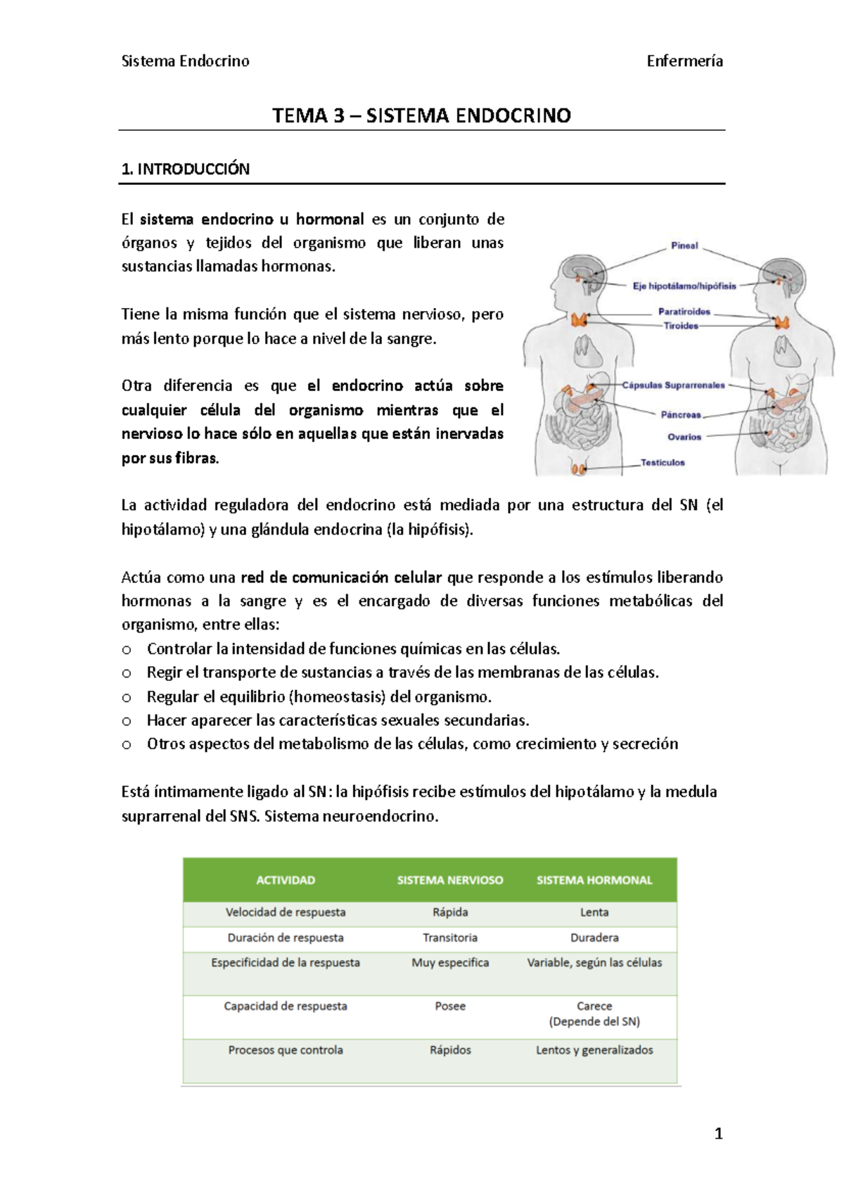 Sistema Endocrino en Enfermería: TEMA 3 - Anatomía y Funciones - Document Preview