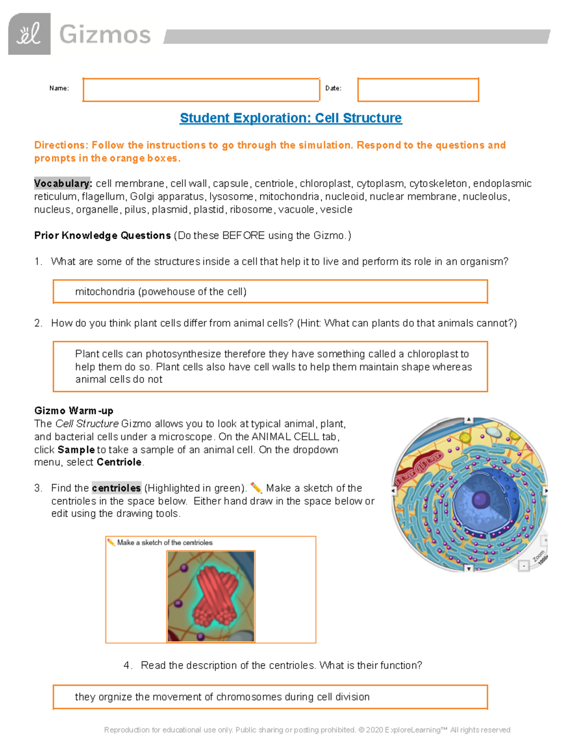 Cell Division Gizmo Worksheet Answers
