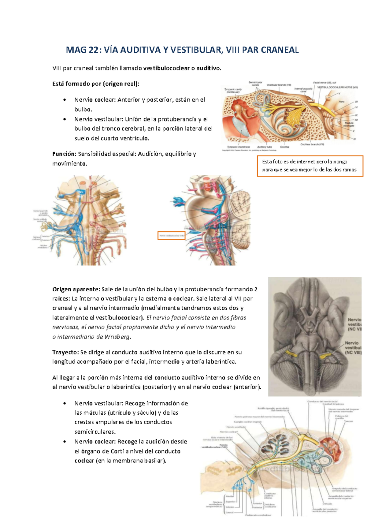 MAG 22 - Vía Auditiva y Vestibular: VIII Par Craneal Overview - Studocu