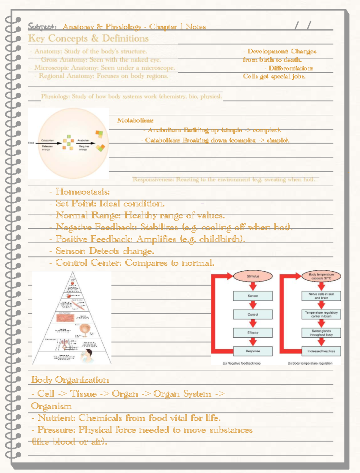 Anatomy & Physiology - Chapter 1 Study Notes: Development ...