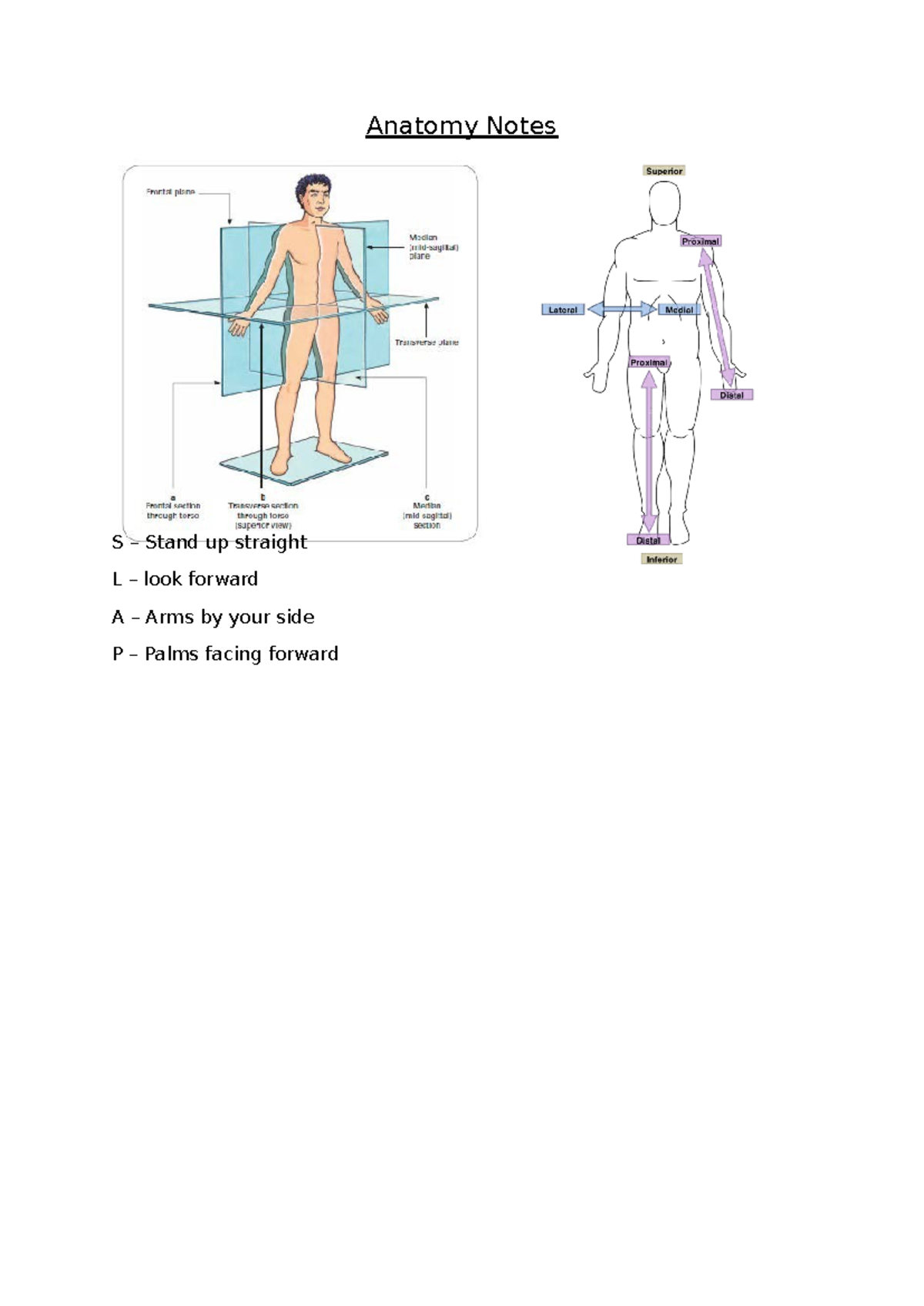 Anatomy Notes: Musculoskeletal & Respiratory Systems Overview - Studocu