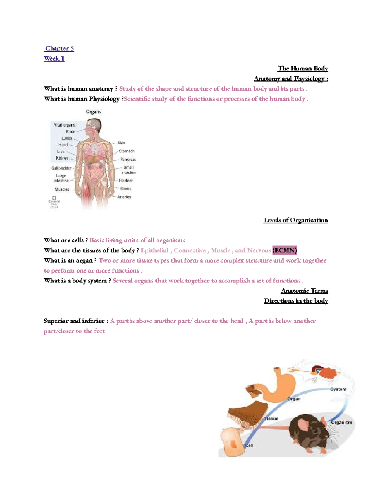 Human Anatomy & Physiology Study Notes - Chapters 5 & 20 - Studocu