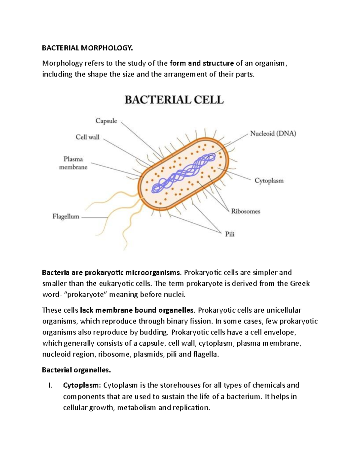 MIC 2 - Bacterial Morphology and Classification Overview - Studocu