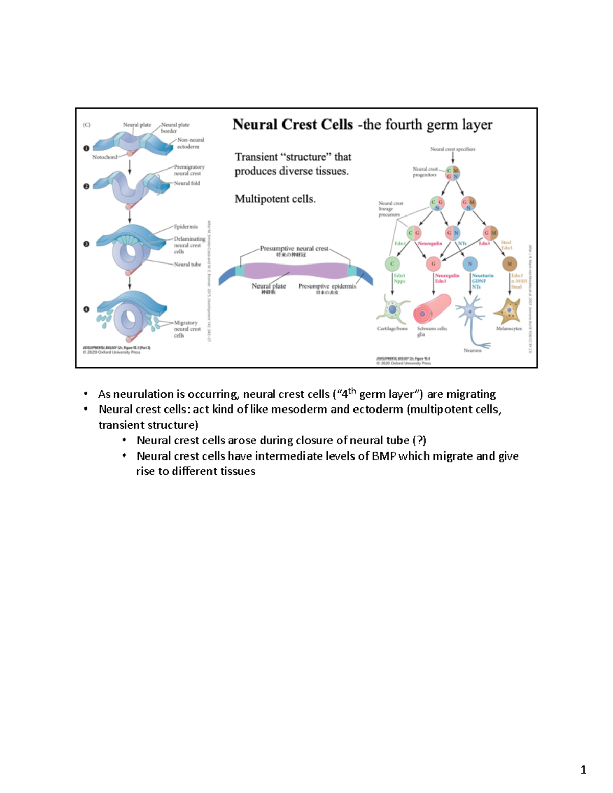 Dev Bio 11 - Neural Crest Cells and Their Role in Embryogenesis - Studocu