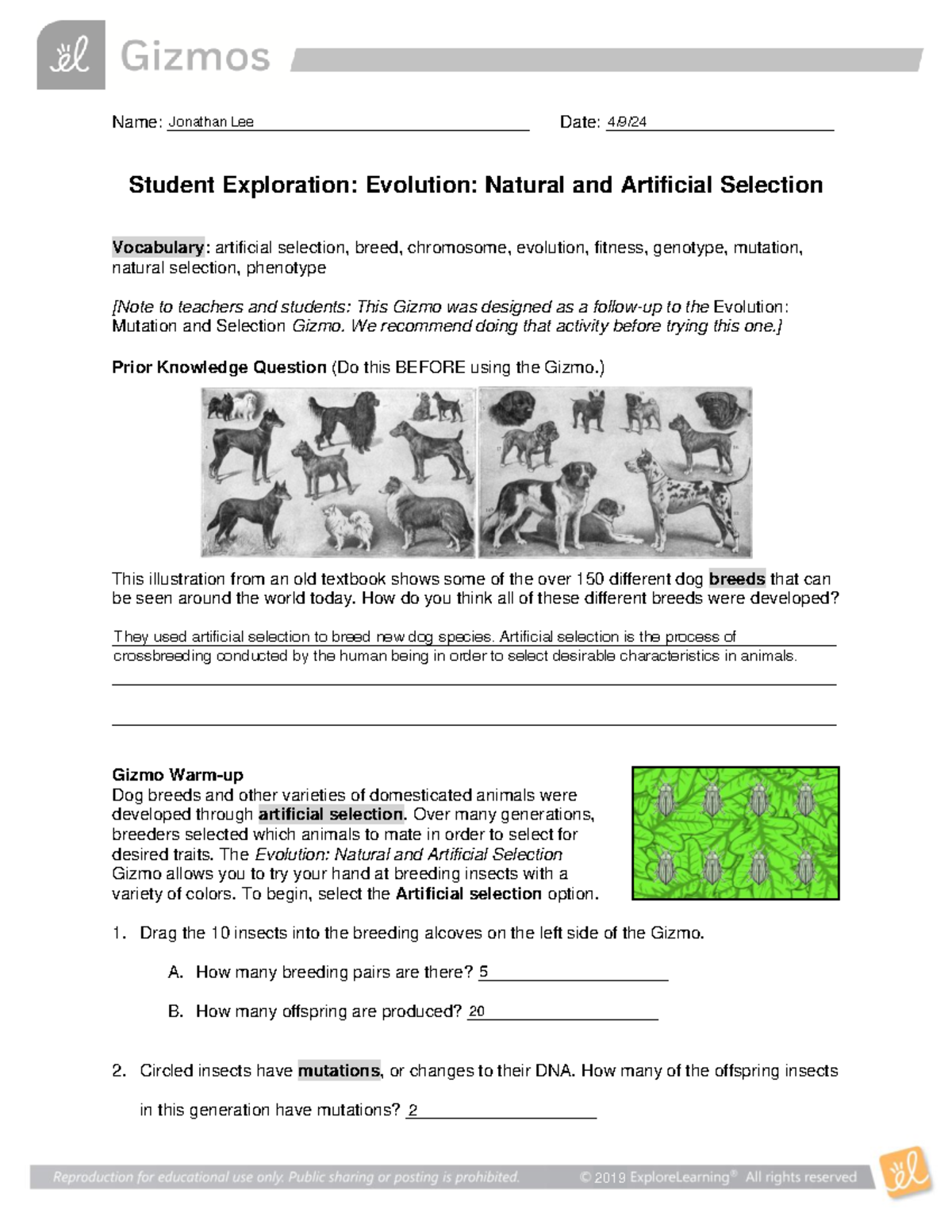 Evolution: Natural & Artificial Selection - SE Notes - Studocu