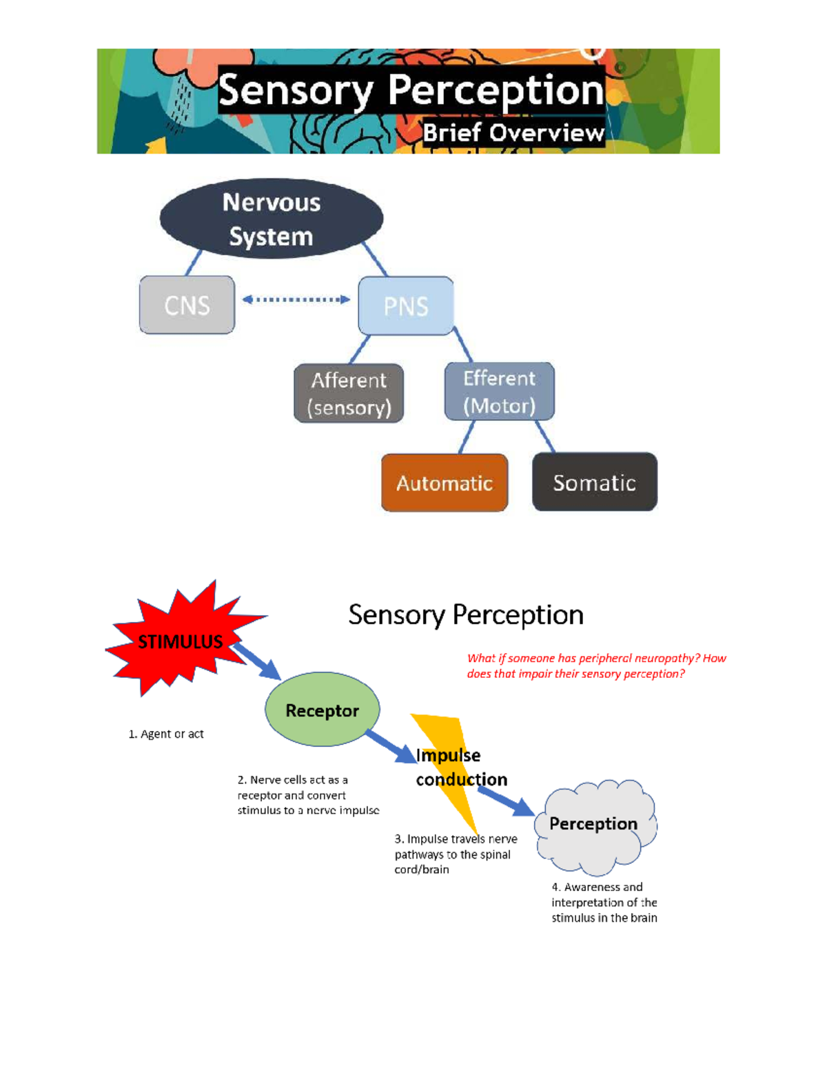 Sensory Perception Overview: CNS, PNS, and Neuropathy (s26) - Studocu