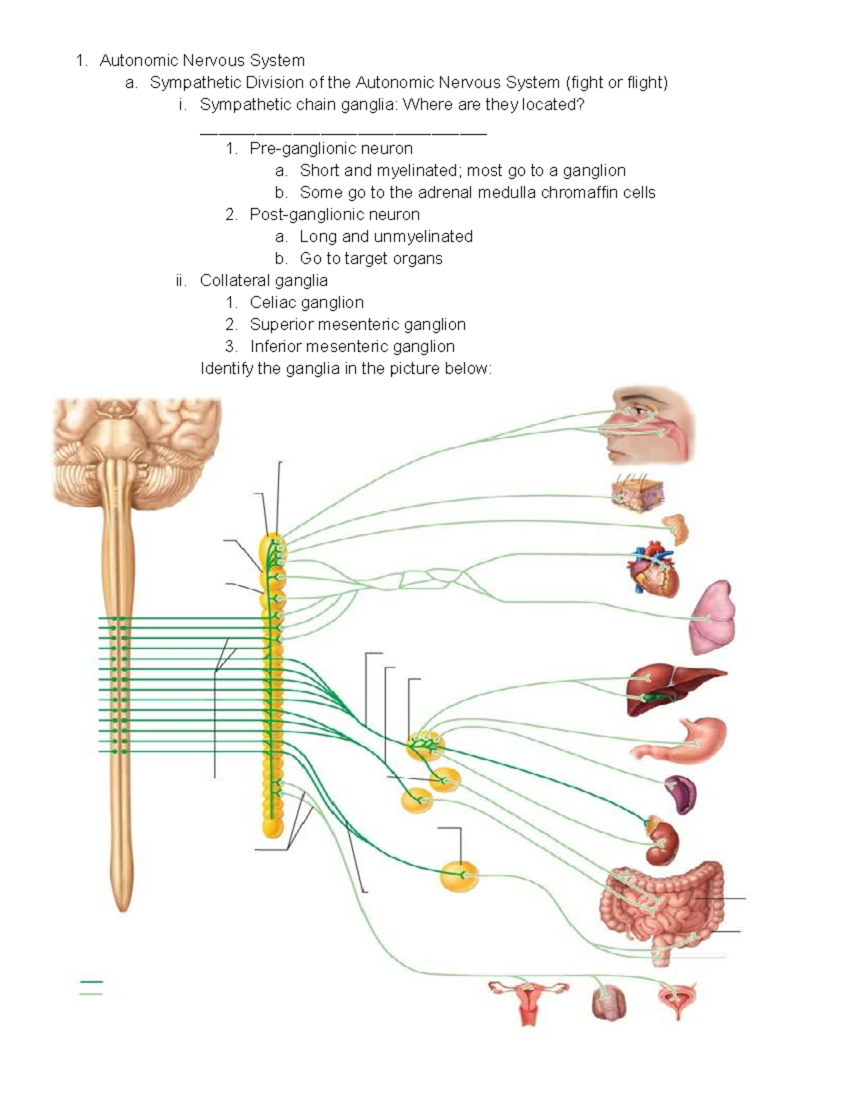 Autonomic Nervous System Worksheet: Sympathetic & Parasympathetic ...