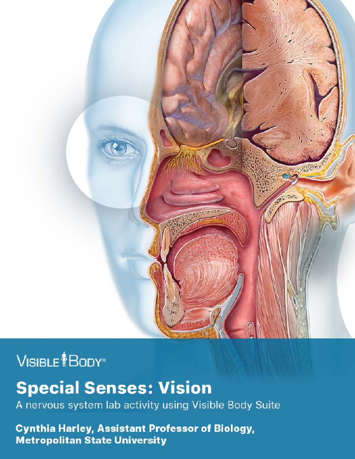 Lab Manual: Senses and Eye Anatomy Guide - Studocu