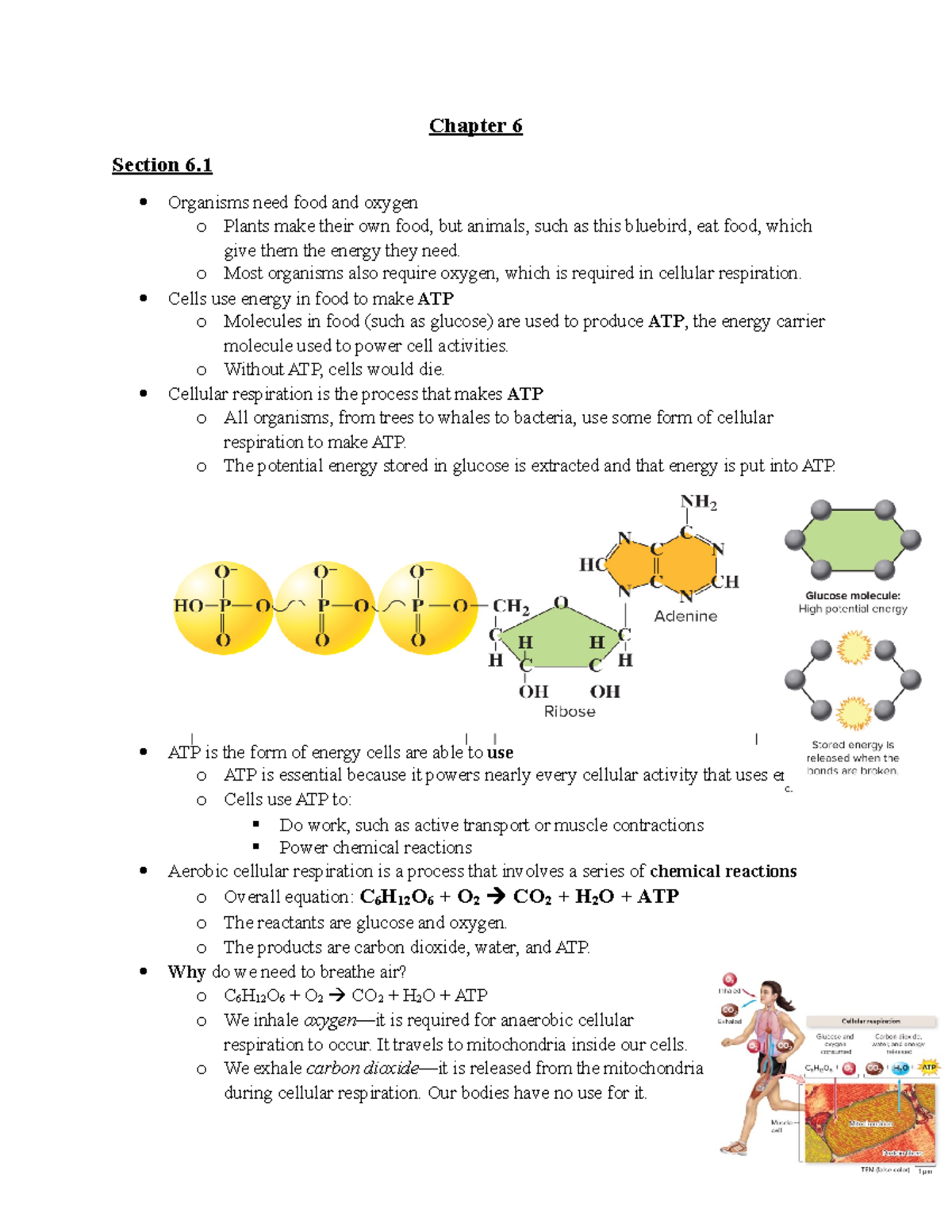 Chapter 6: Cellular Respiration and Energy Production Notes - Studocu