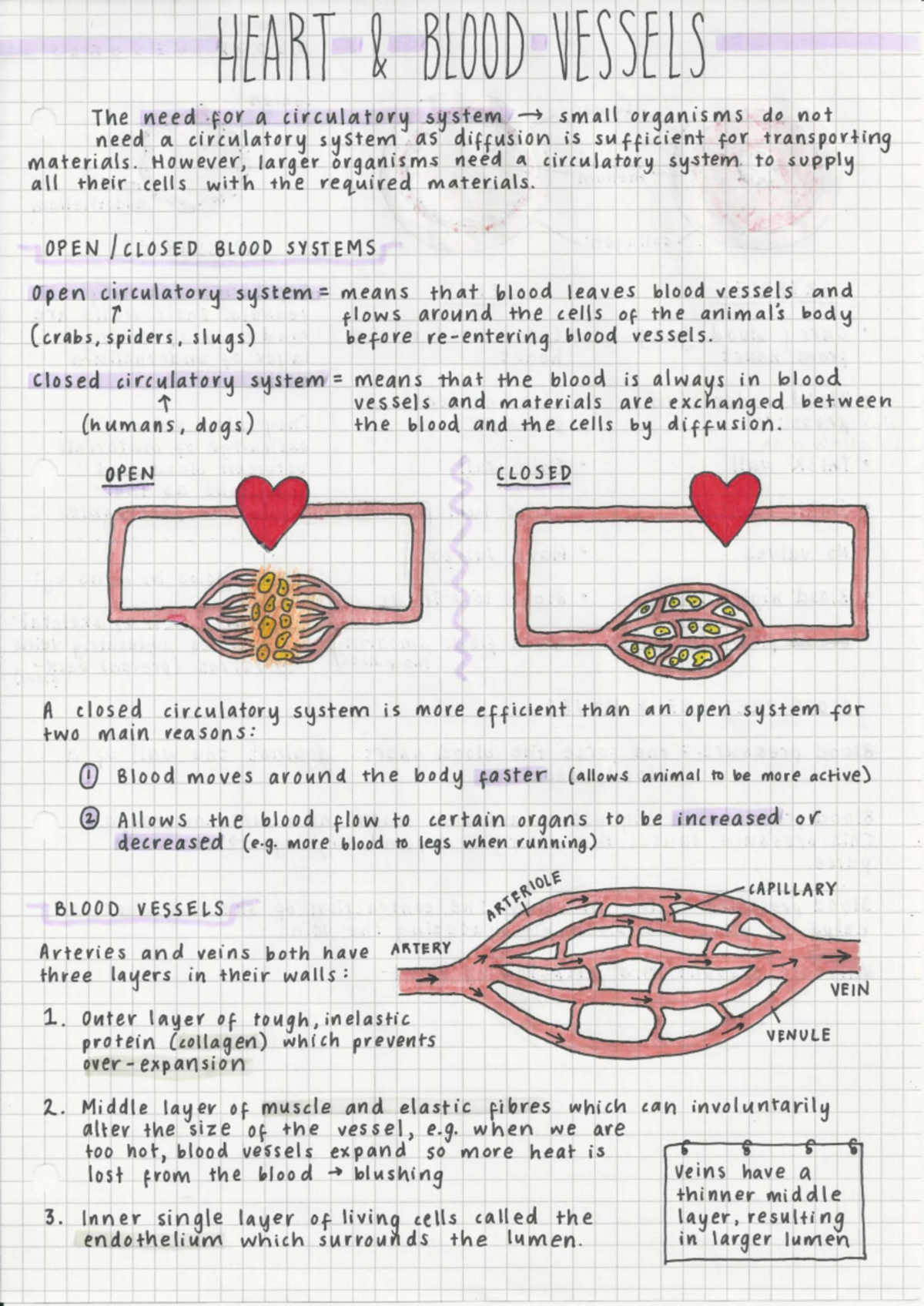 HEART 1 BLO0D EDoc LS: Overview of Circulatory Systems and Heart ...