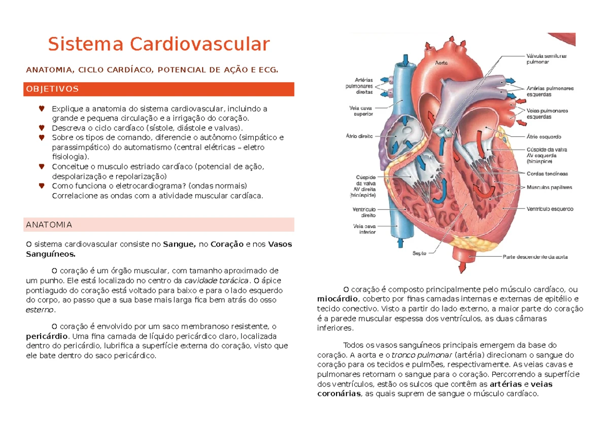Resumo do Sistema Cardiovascular - Estruturas e Funções - Studocu