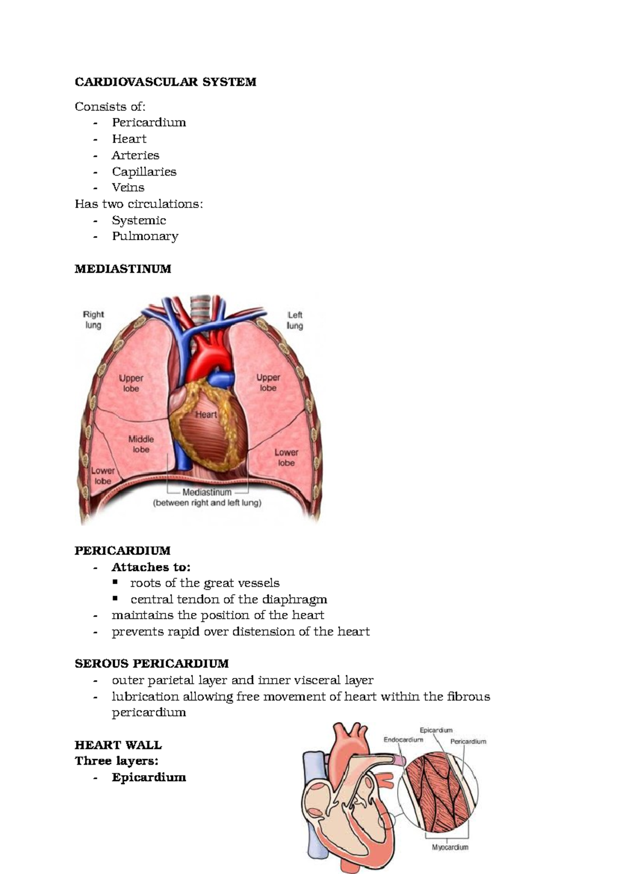 CVS - Comprehensive Overview of the Cardiovascular System - Studocu
