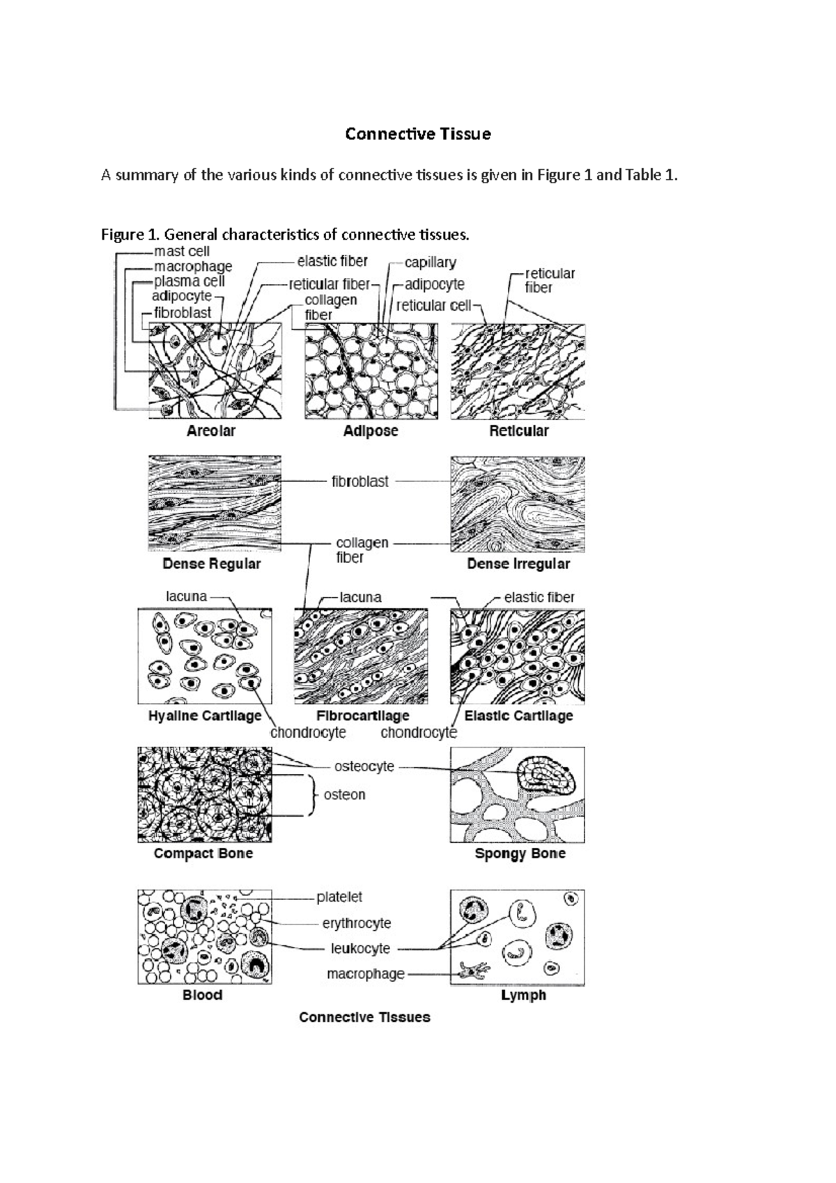 Connective Tissue - Lecture Notes Summary and Key Characteristics - Studocu