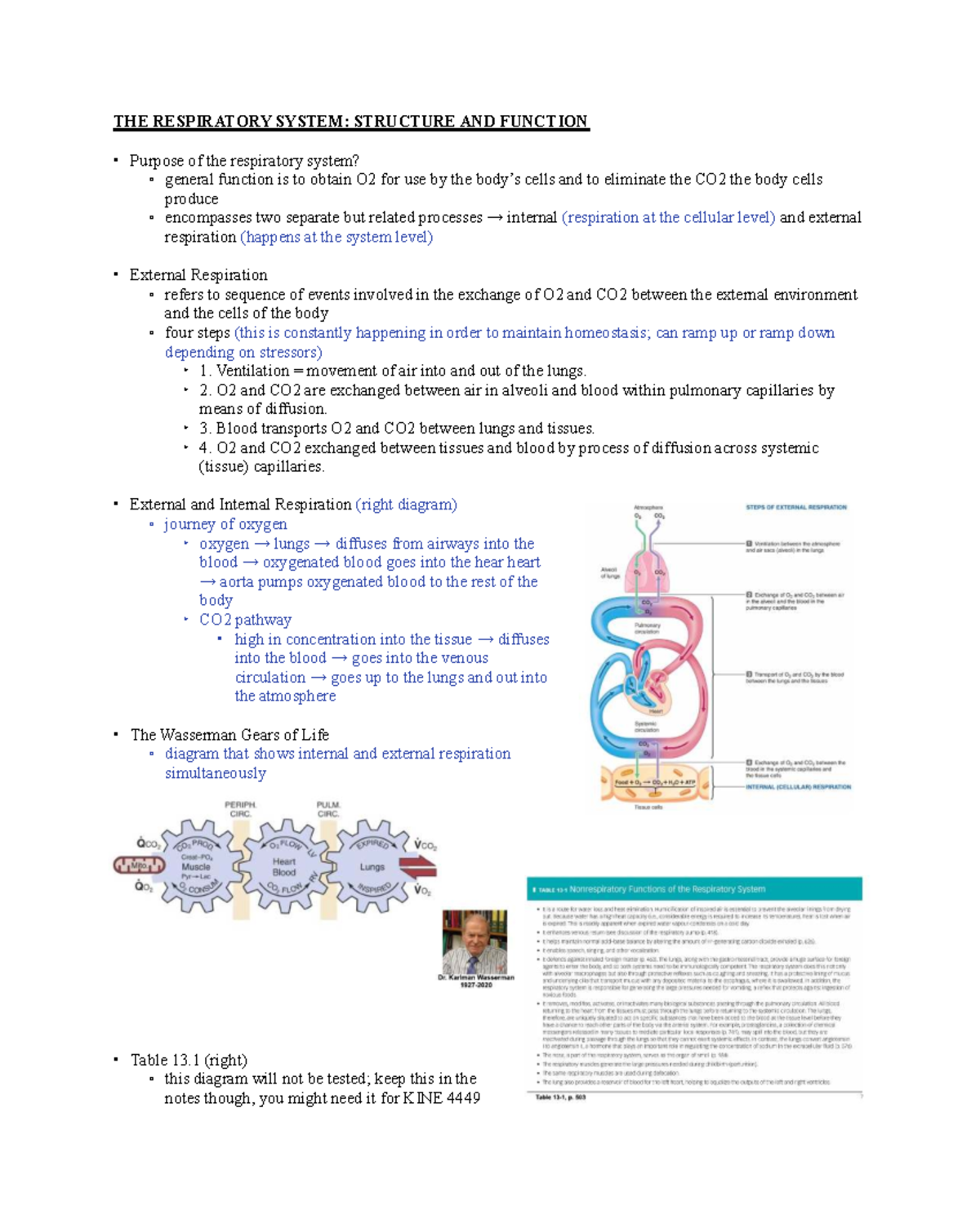 KINE 3012 - The Respiratory System: Structure & Function Overview - Studocu